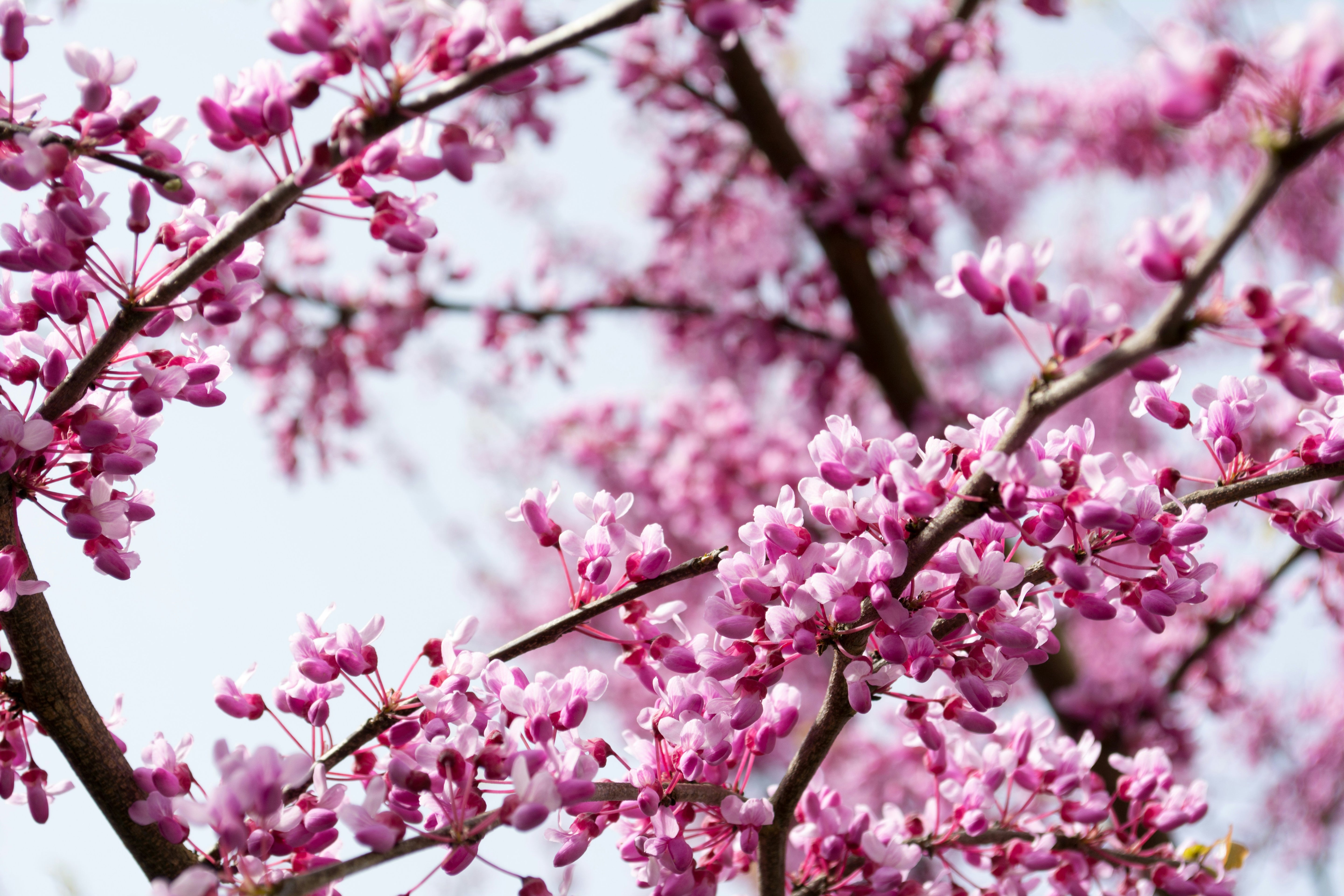 A closeup image of delicate pink blossoms lining the branches of a tree, a white sky in the background.
