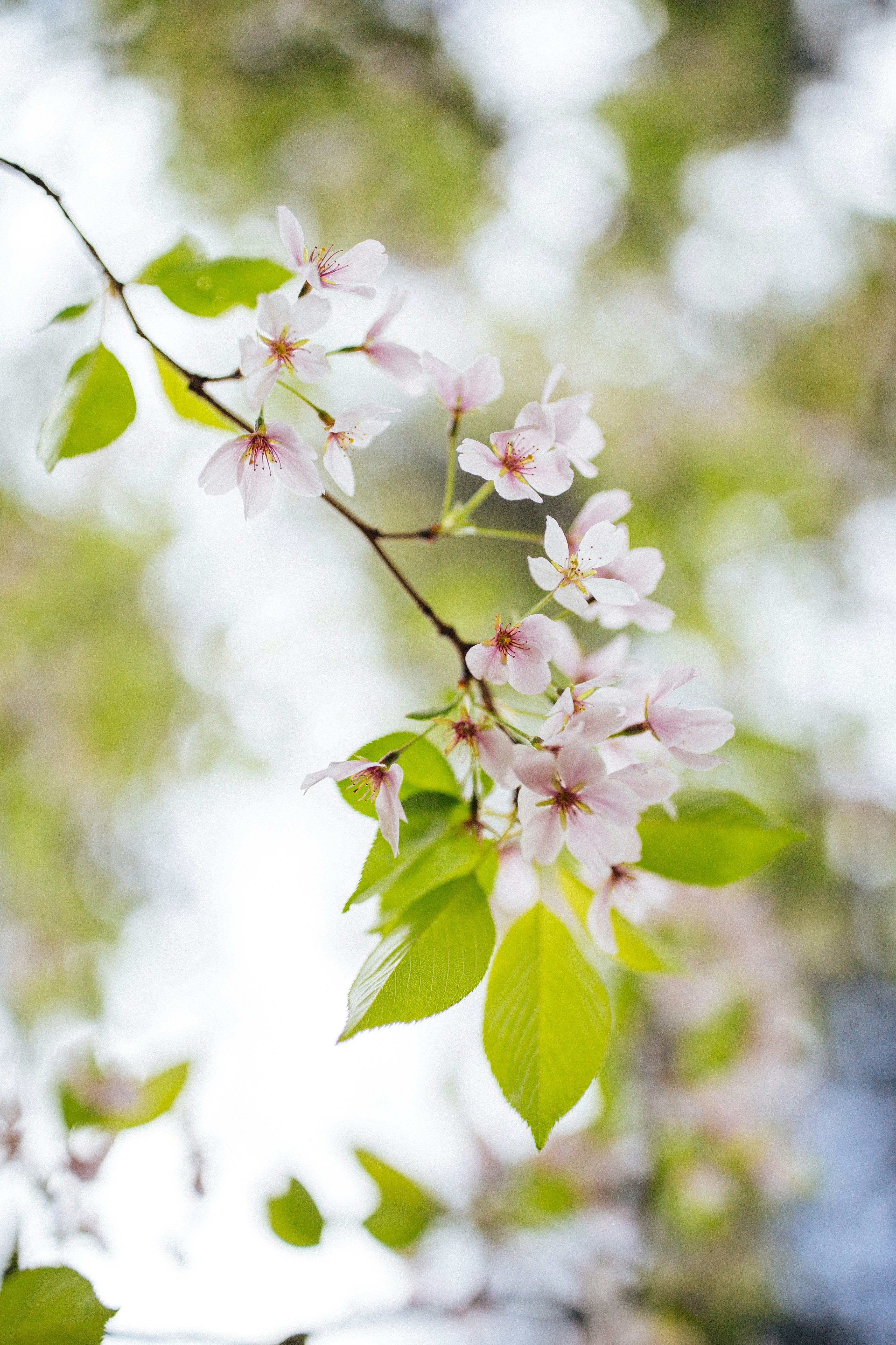 Small pink cherry blossoms bloom on a delicate branch of a tree, with green leaves surrounding them in the background.