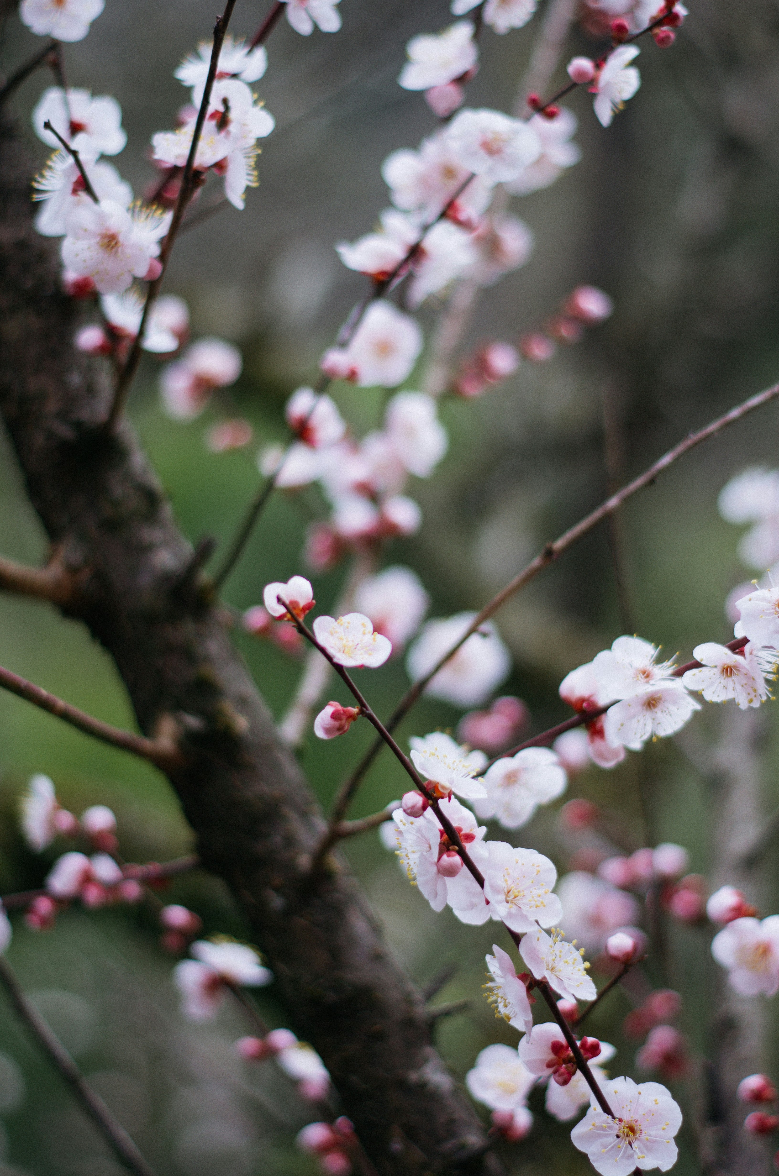 Small pink cherry blossoms bloom on a delicate branch of a tree, with green woods in the background.