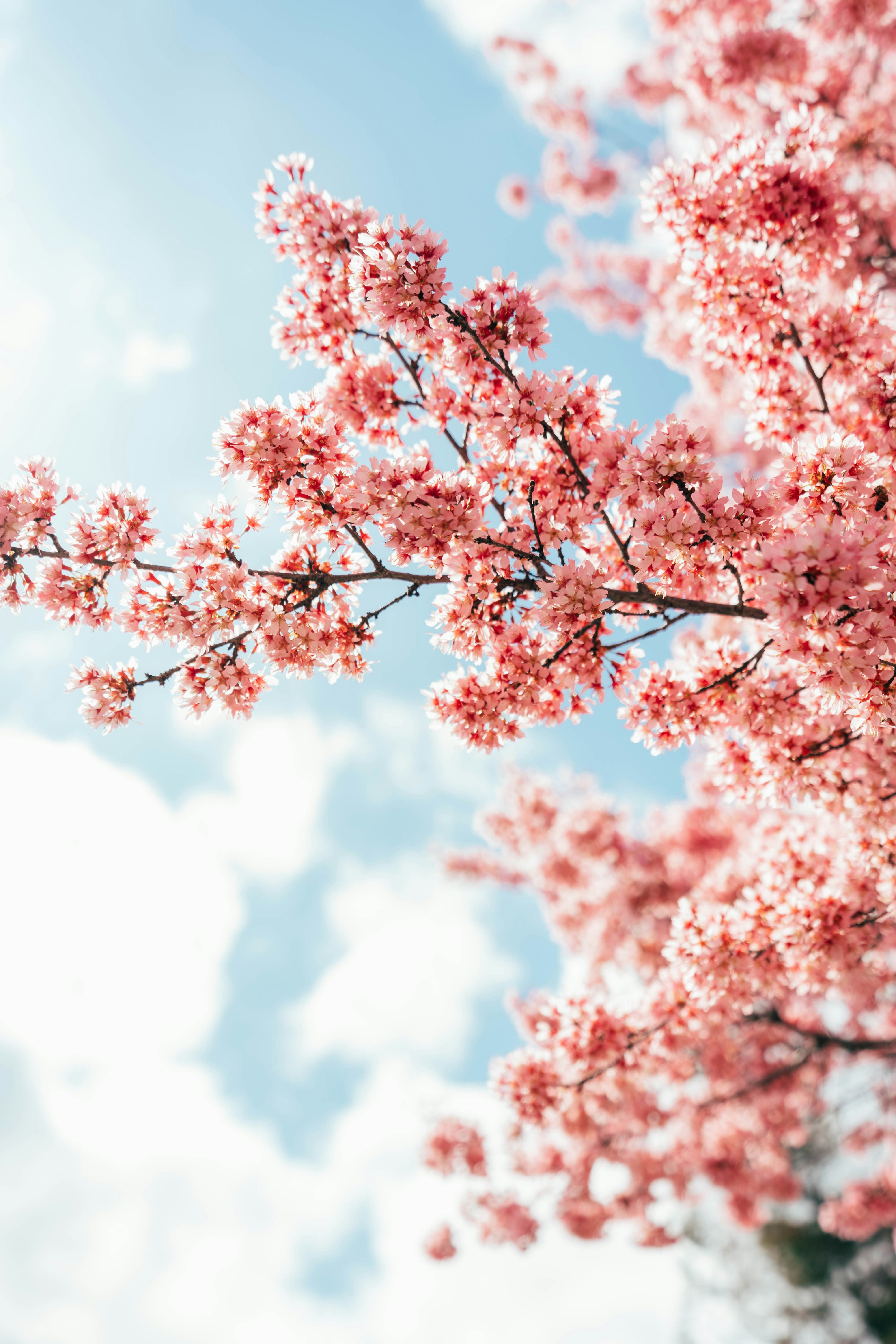A closeup of soft pink cherry blossoms blooming on a tree against a blue sky.