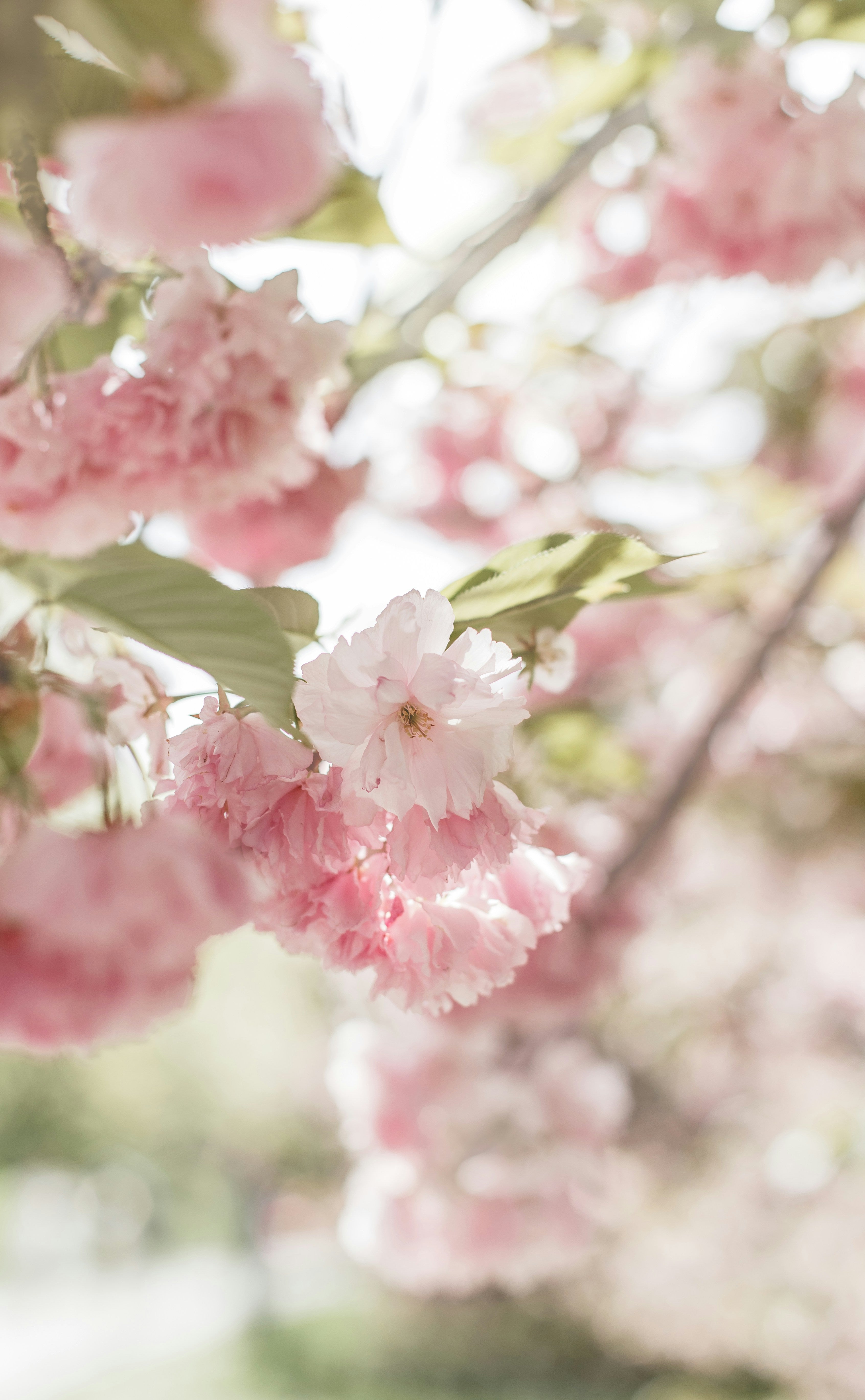 A closeup image of delicate pink blossoms and light green leaves lining the branches of a tree.